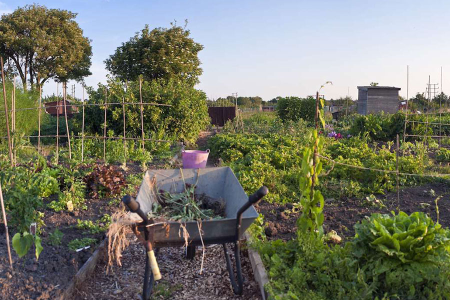 Community-Garden.jpg Image