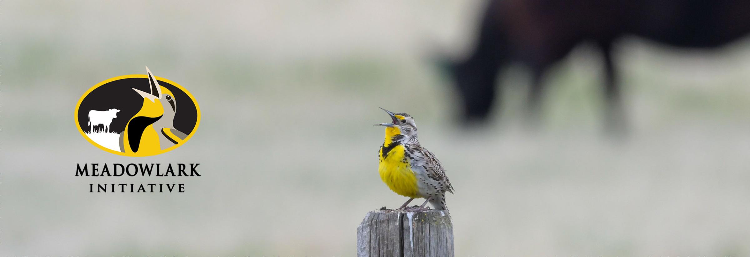 Saving The Grasslands