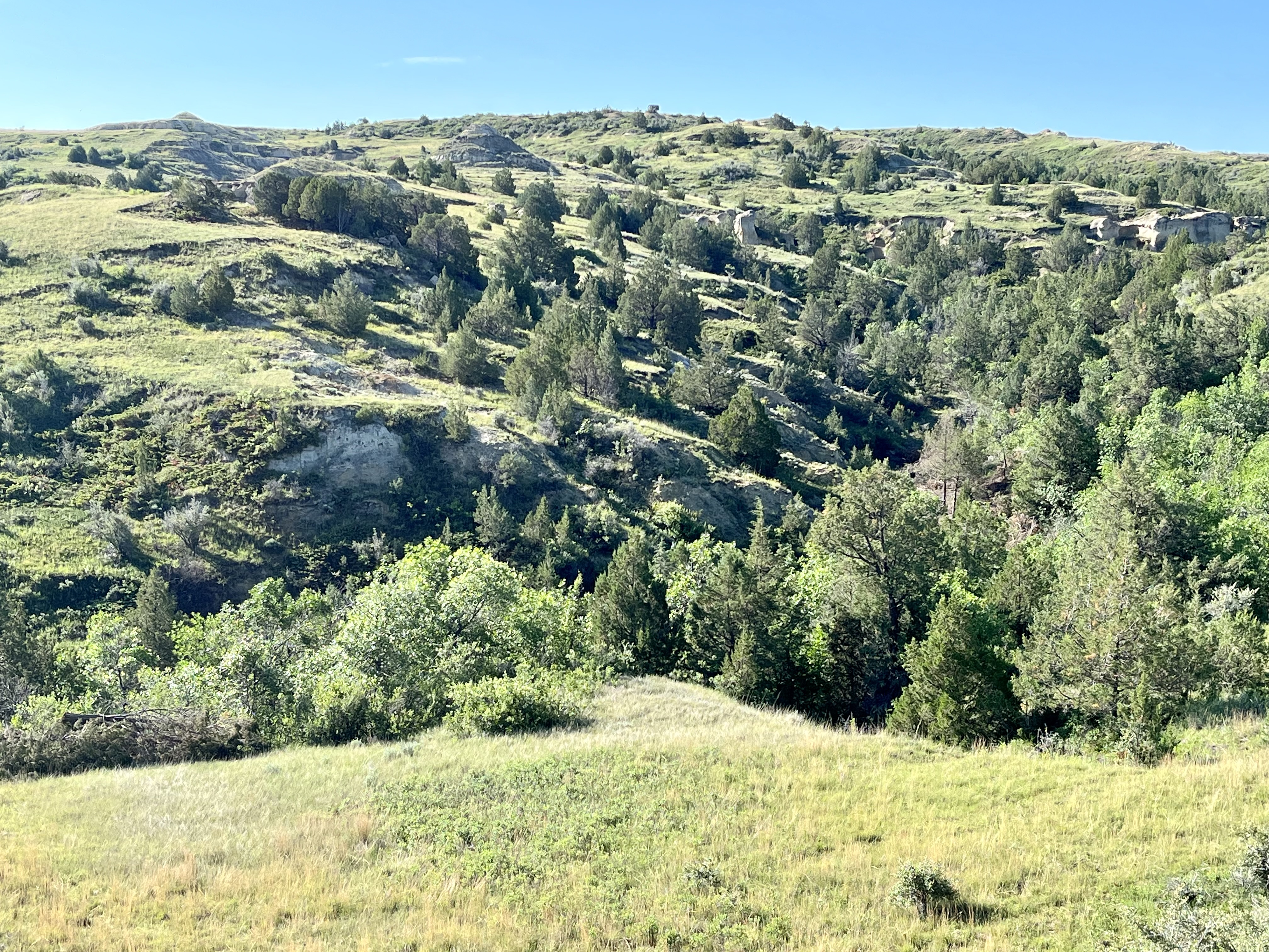 Juniper Removal