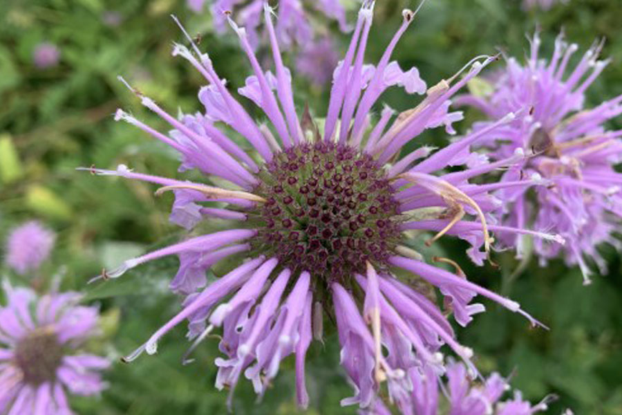 Native Plants