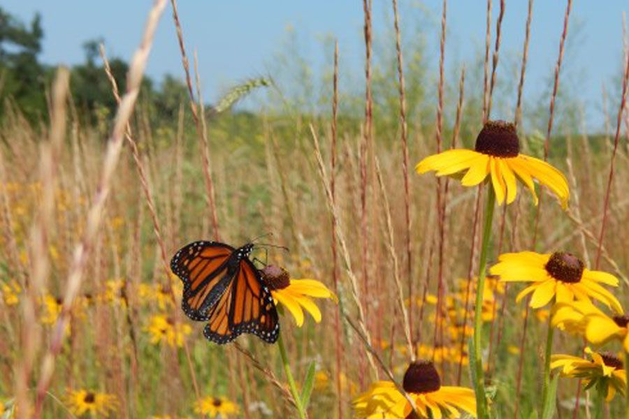 Pollinators