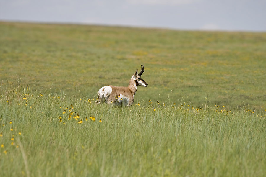 Pronghorn-shutterstock_2.jpg Image